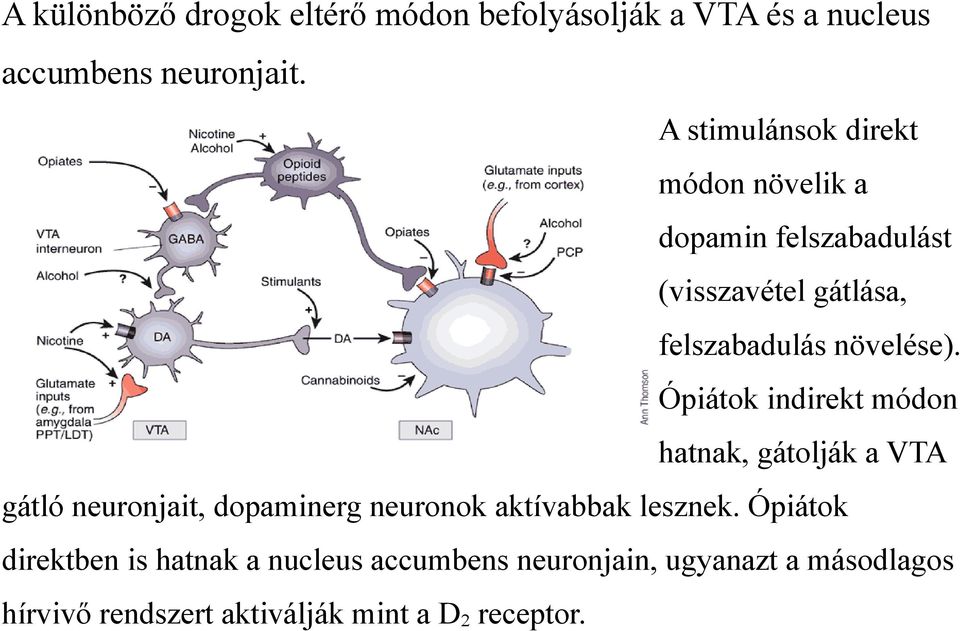 Ópiátok indirekt módon hatnak, gátolják a VTA gátló neuronjait, dopaminerg neuronok aktívabbak lesznek.