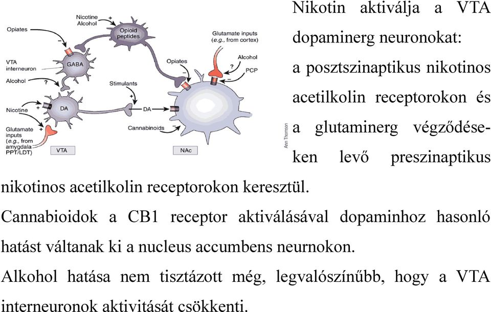 Cannabioidok a CB1 receptor aktiválásával dopaminhoz hasonló hatást váltanak ki a nucleus accumbens