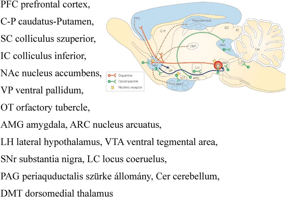 ARC nucleus arcuatus, LH lateral hypothalamus, VTA ventral tegmental area, SNr substantia
