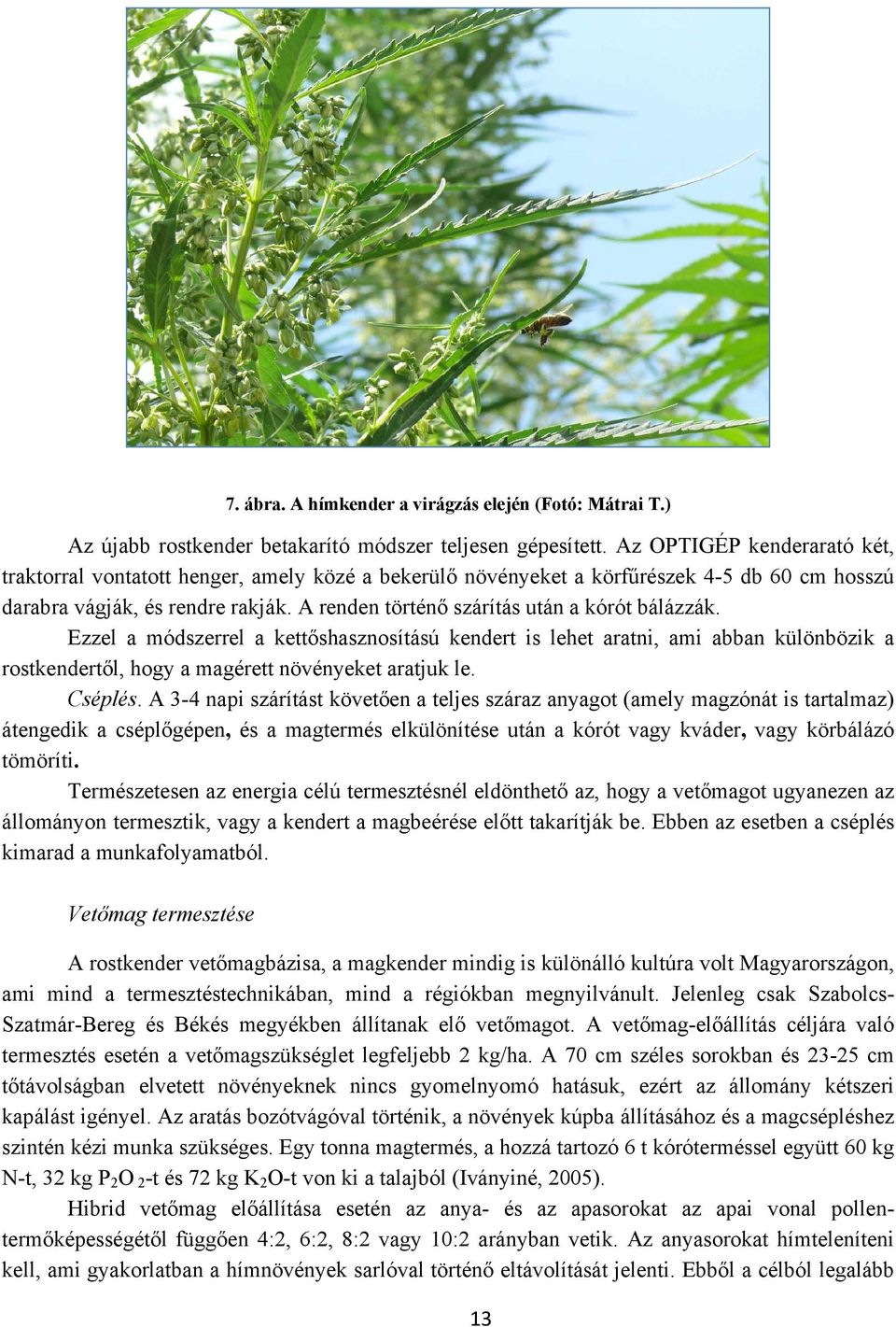 A renden történő szárítás után a kórót bálázzák. Ezzel a módszerrel a kettőshasznosítású kendert is lehet aratni, ami abban különbözik a rostkendertől, hogy a magérett növényeket aratjuk le. Cséplés.