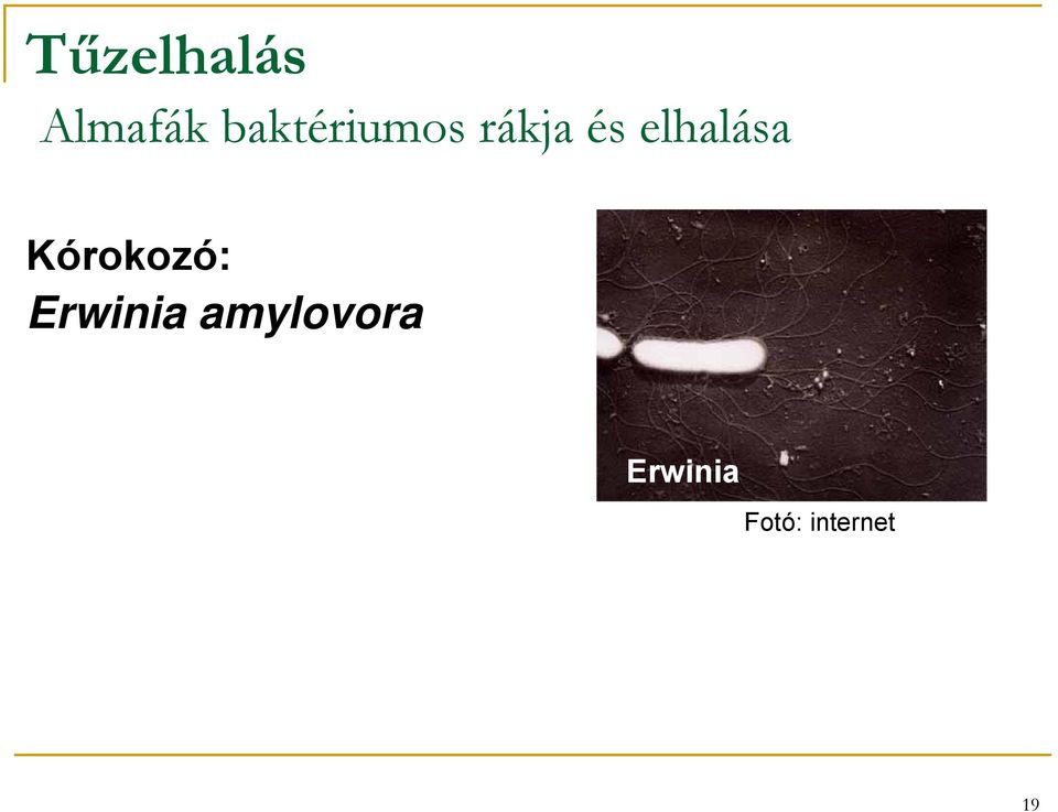 elhalása Kórokozó: