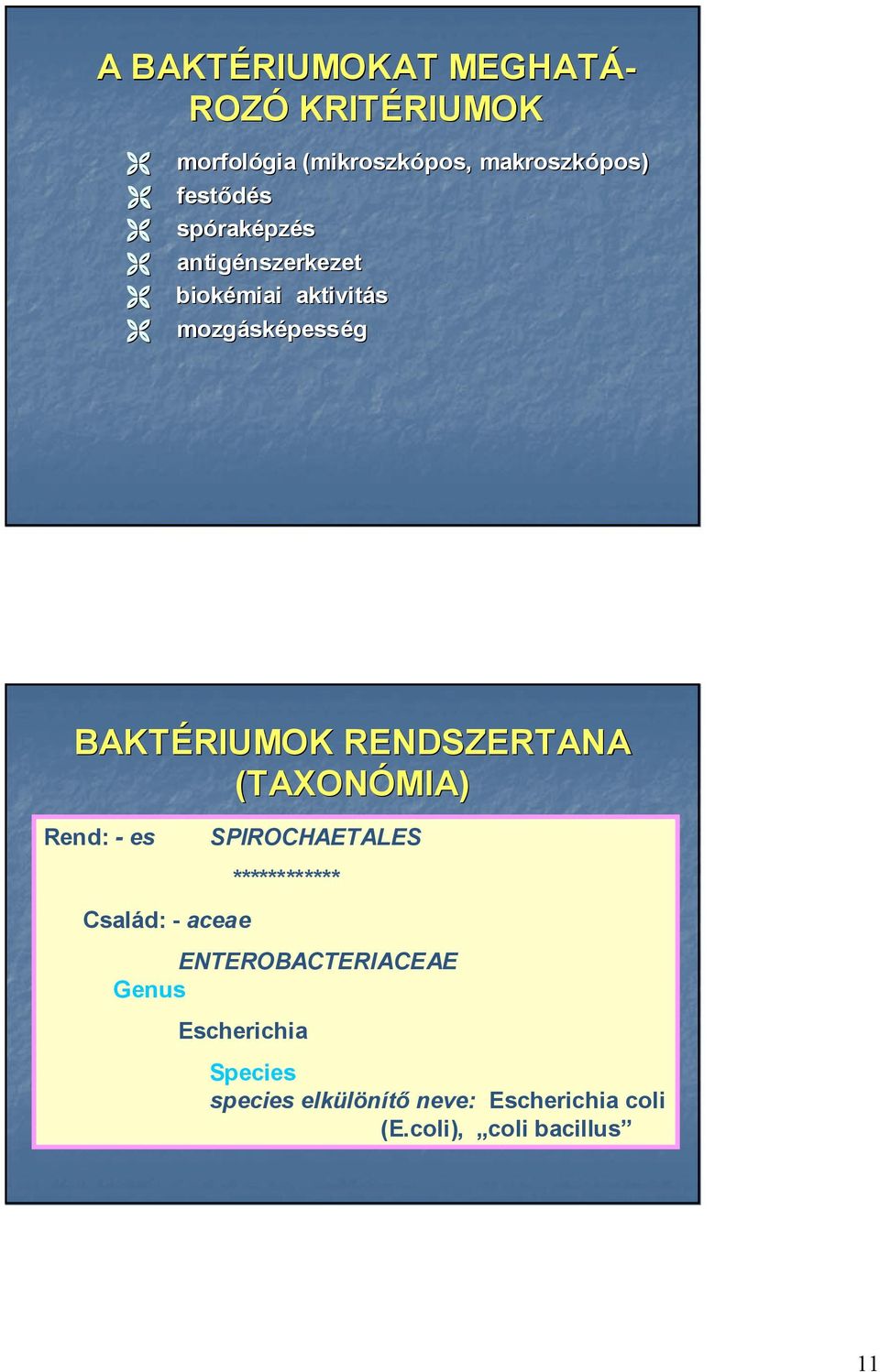 BAKTÉRIUMOK RENDSZERTANA (TAXONÓMIA) Rend: - es Család: - aceae SPIROCHAETALES ************