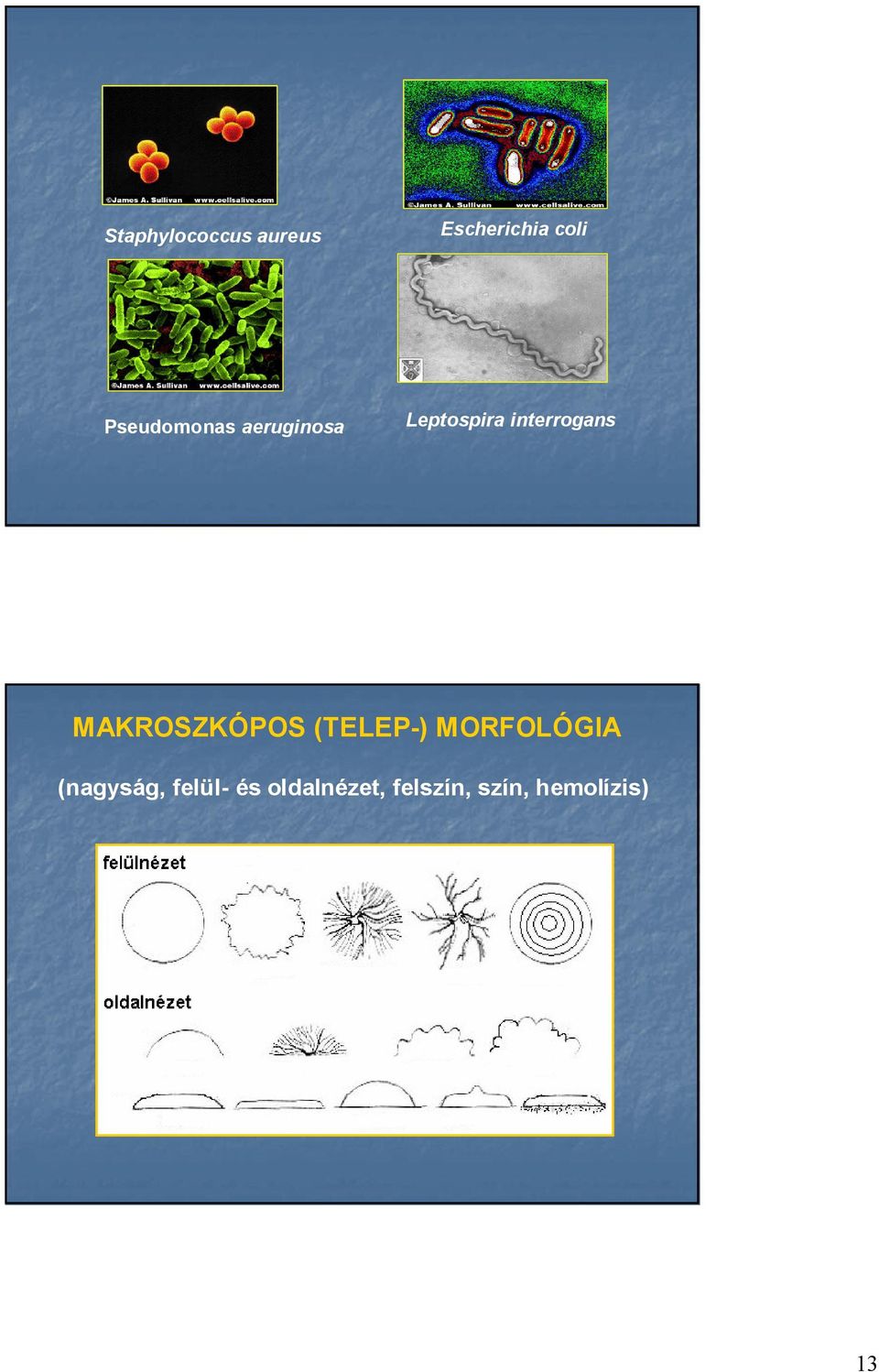 interrogans MAKROSZKÓPOS (TELEP-) MORFOLÓGIA