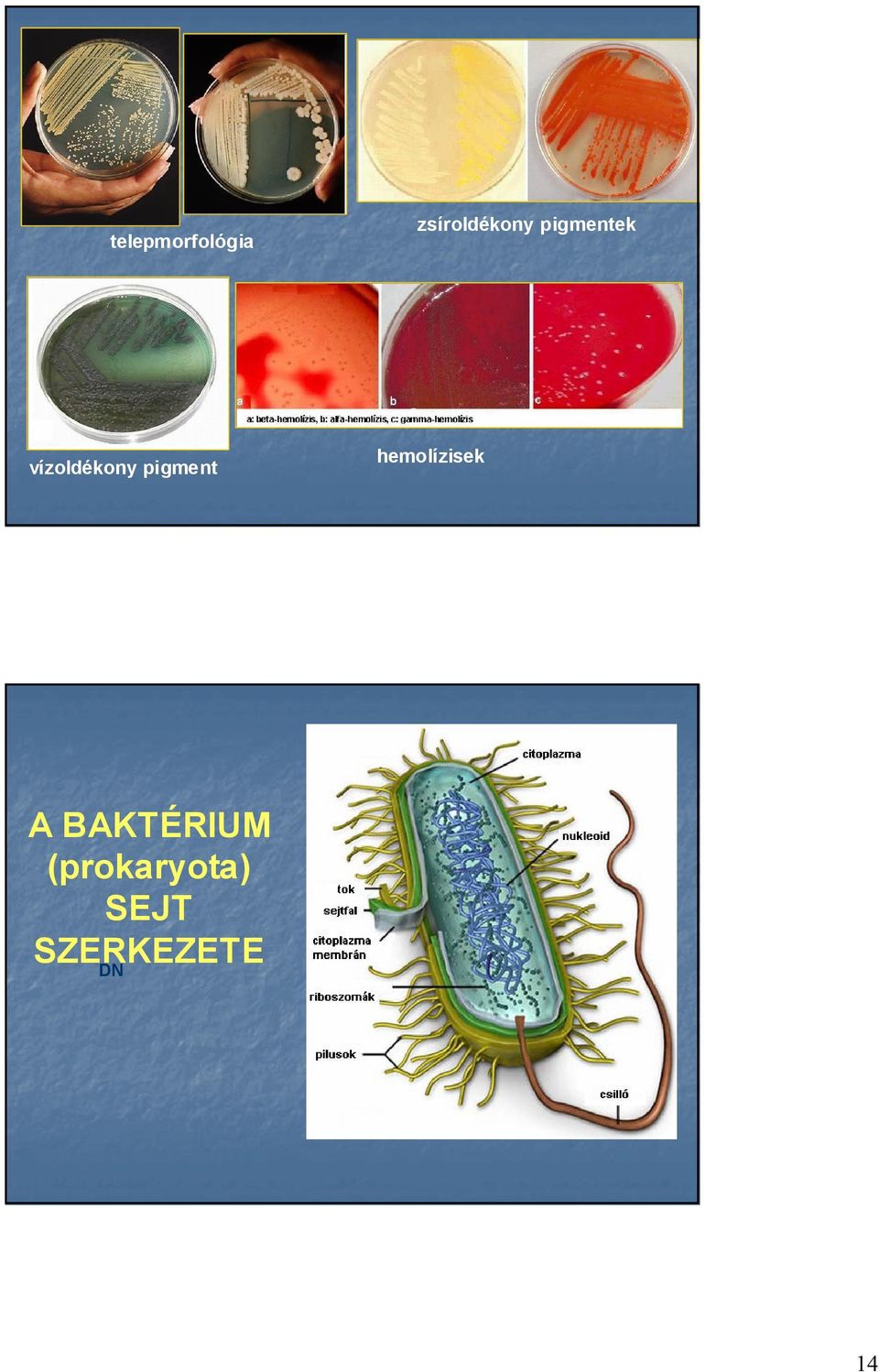 hemolízisek A BAKTÉRIUM