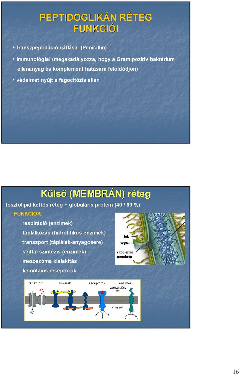 rétegr foszfolipid kettıs réteg + globuláris protein (40 / 60 %) FUNKCIÓK: respiráció (enzimek) táplálkozás