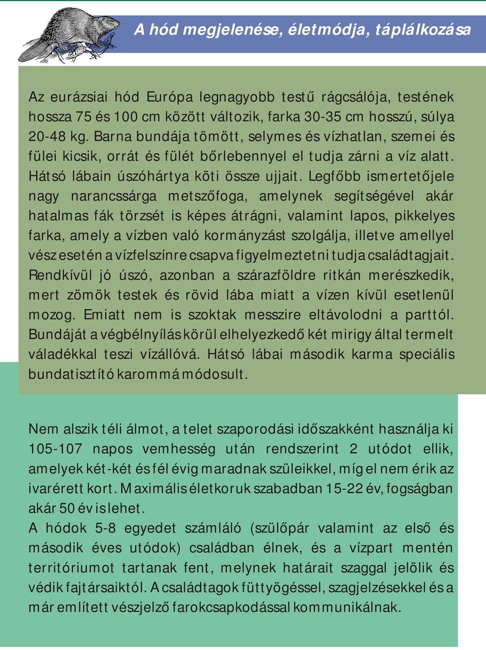 Legfőbb ismertetőjele nagy narancssárga metszőfoga, amelynek segítségével akár hatalmas fák törzsét is képes átrágni, valamint lapos, pikkelyes farka, amely a vízben való kormányzást szolgálja,