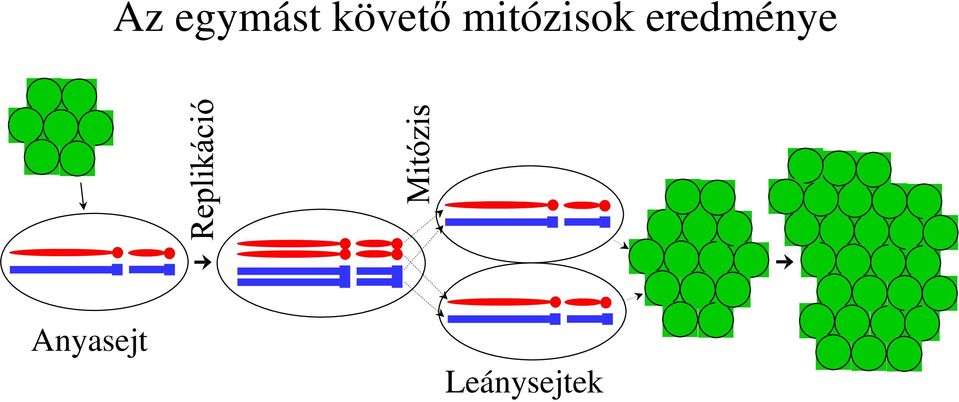 mitózisok