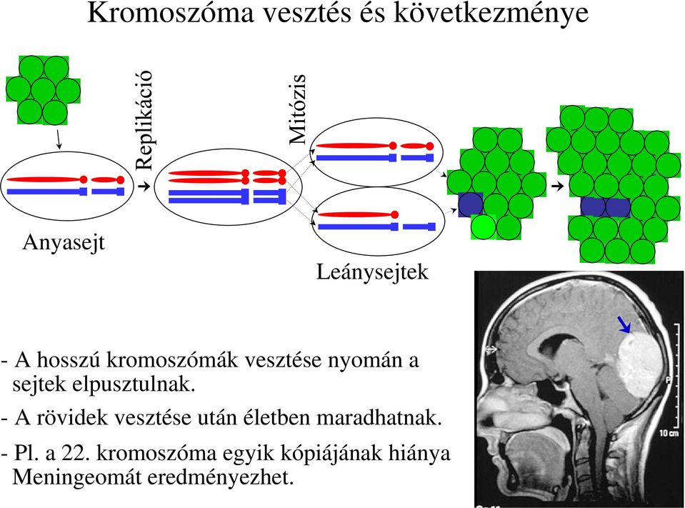 - A rövidek vesztése után életben maradhatnak. - Pl. a 22.