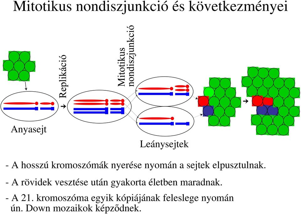 - A rövidek vesztése után gyakorta életben maradnak. - A 21.