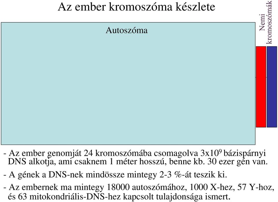 méter hosszú, benne kb. 30 ezer gén van. - A gének a DNS-nek mindössze mintegy 2-3 %-át teszik ki.