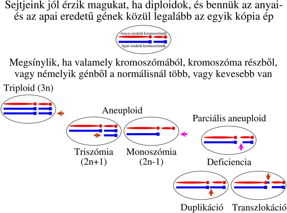 kromoszómából, kromoszóma részb l, vagy némelyik génb l a normálisnál több, vagy kevesebb van