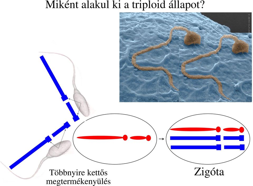 Többnyire kett s