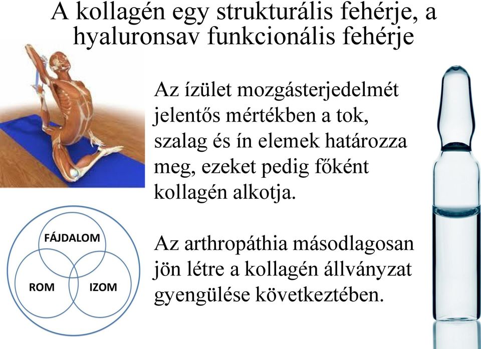 elemek határozza meg, ezeket pedig főként kollagén alkotja.