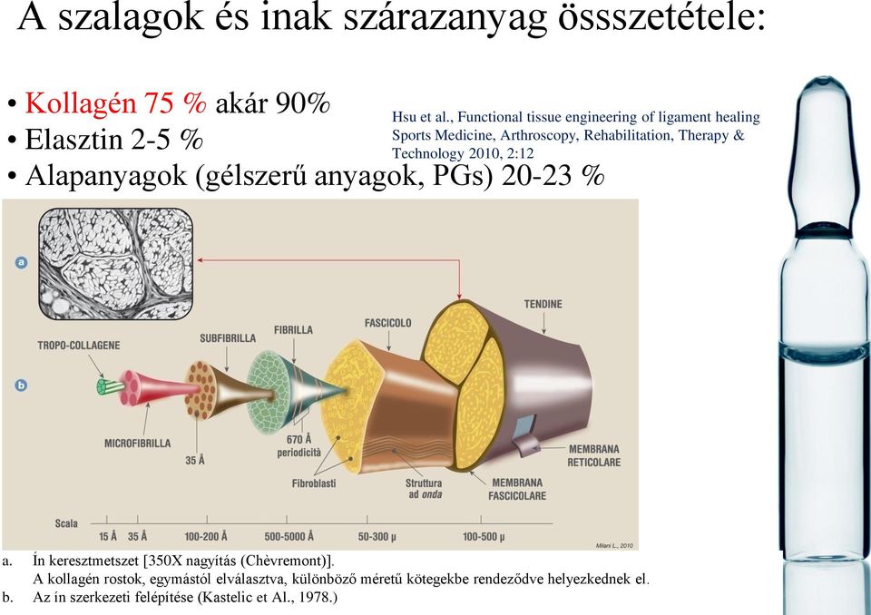 , Functional tissue engineering of ligament healing Sports Medicine, Arthroscopy, Rehabilitation, Therapy &