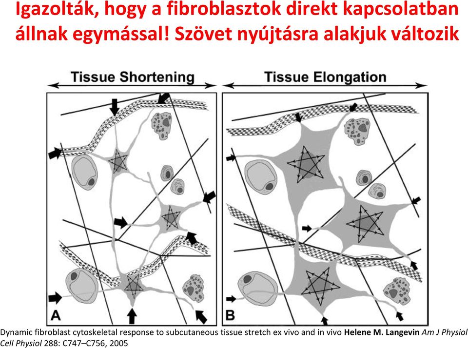 Szövet nyújtásra alakjuk változik Dynamic fibroblast cytoskeletal