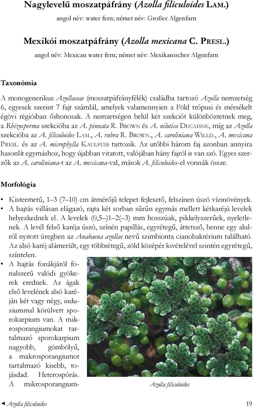 amelyek valamennyien a Föld trópusi és mérsékelt égövi régióiban őshonosak. A nemzetségen belül két szekciót különböztetnek meg, a Rhizosperma szekcióba az A. pinnata R. Brown és A.