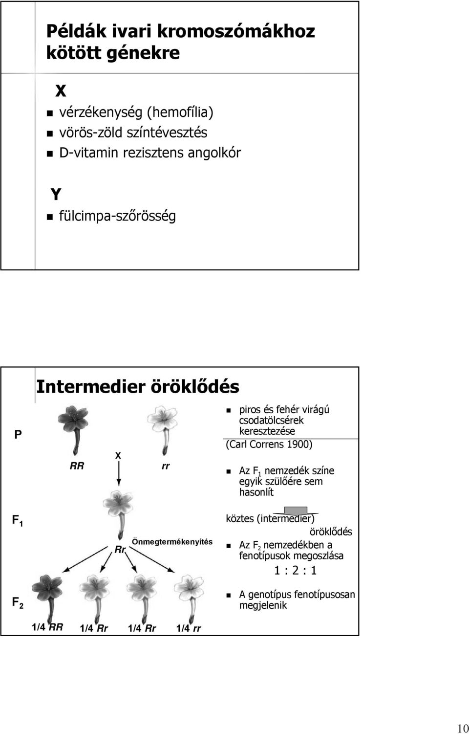 keresztezése (Carl Correns 1900) z F 1 nemzedék színe egyik szülőére sem hasonlít F 1 F 2 Rr Önmegtermékenyítés 1/4 RR