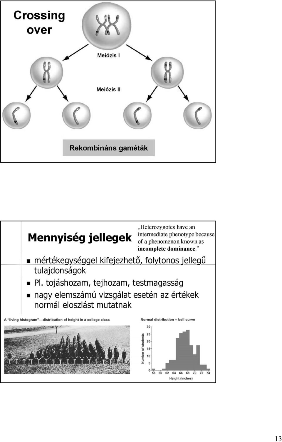 incomplete dominance. mértékegységgel kifejezhető, folytonos jellegű tulajdonságok Pl.