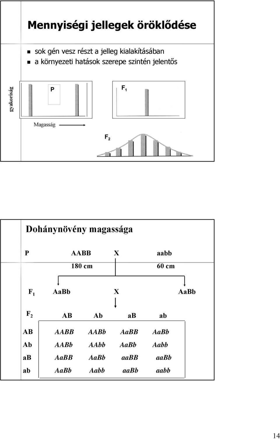 Dohánynövény magassága P BB X aabb 180 cm 60 cm F 1 abb X abb F 2 B b ab ab