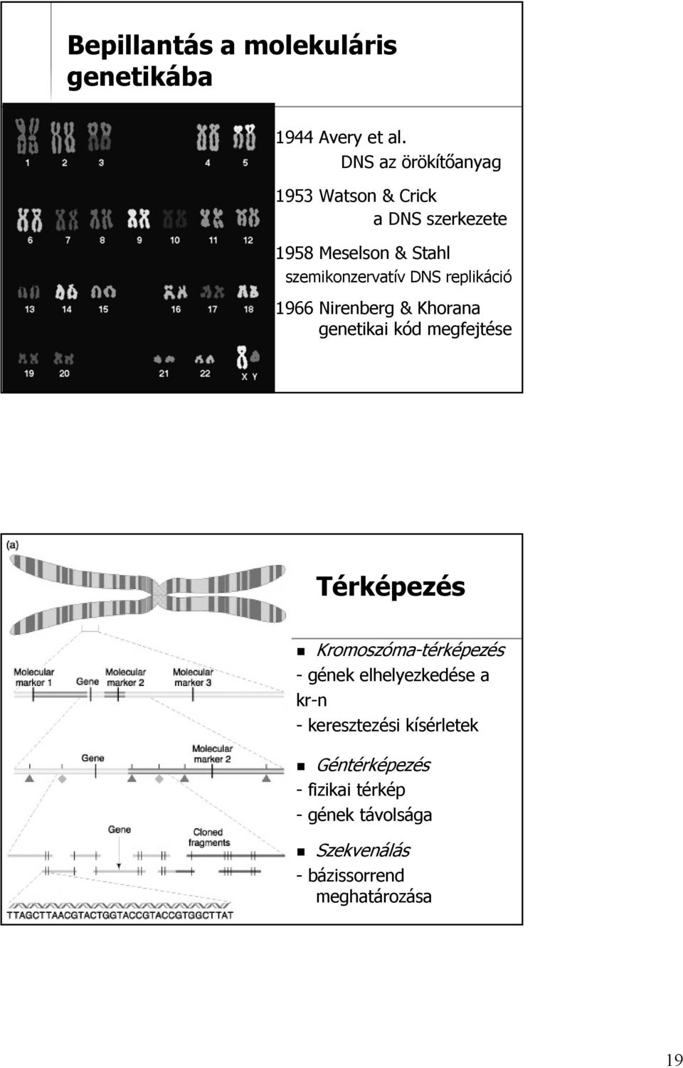 DNS replikáció 1966 Nirenberg & Khorana genetikai kód megfejtése Térképezés Kromoszóma-térképezés