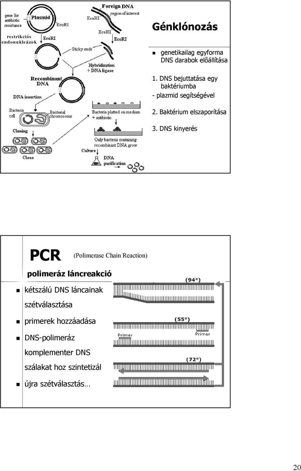 DNS kinyerés PCR polimeráz láncreakció kétszálú DNS láncainak szétválasztása primerek