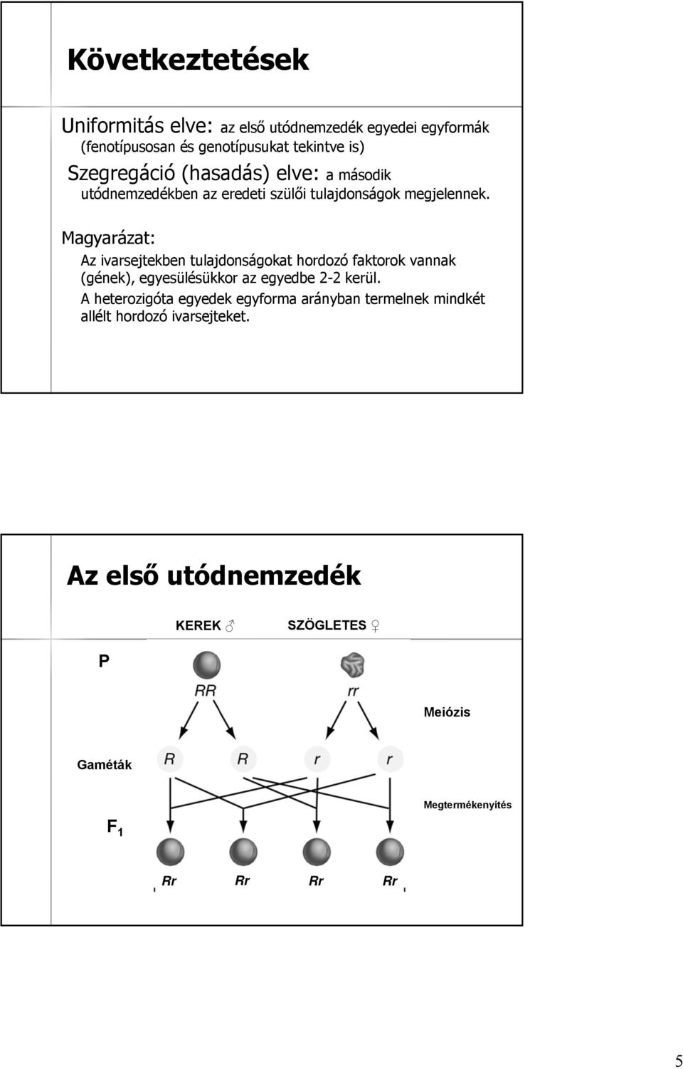 Magyarázat: z ivarsejtekben tulajdonságokat hordozó faktorok vannak (gének), egyesülésükkor az egyedbe 2-22 2 kerül.