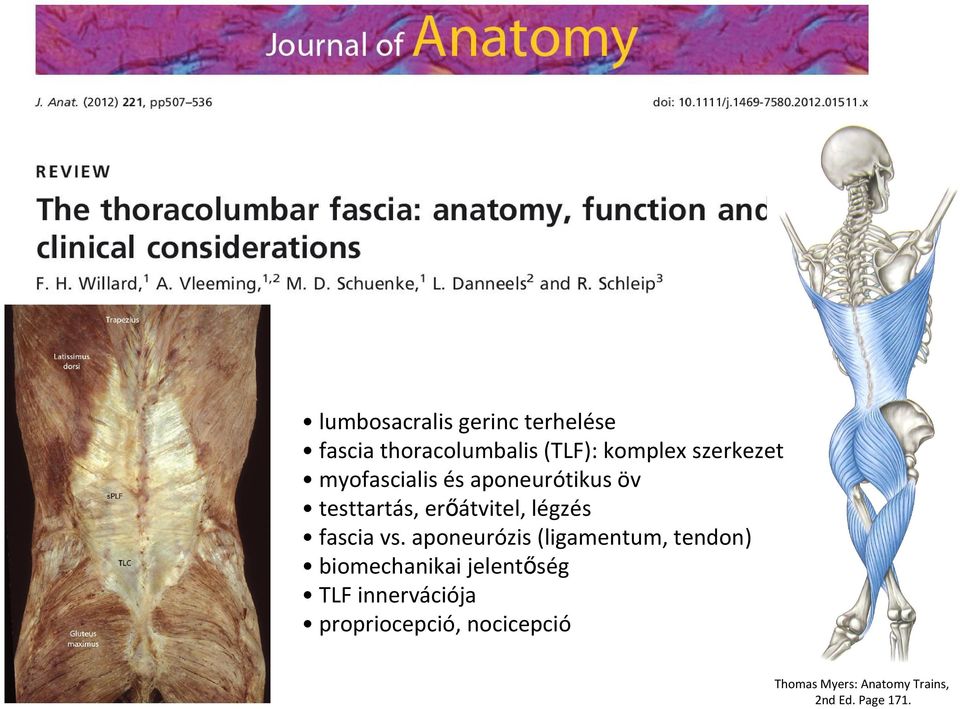 fascia vs.