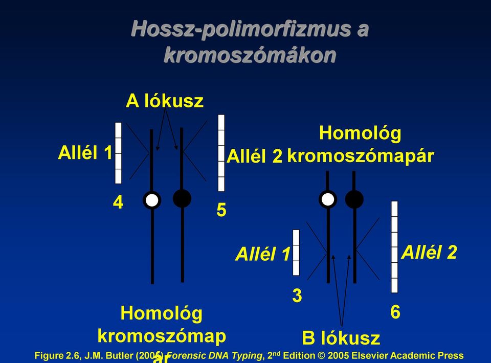 kromoszómap 3 B lókusz Figure 2.6, J.M.