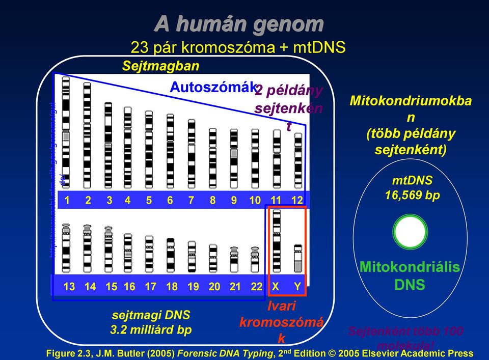 Mitokondriumokba n (több példány sejtenként) 1 2 3 4 5 6 7 8 9 10 11 12 mtdns 16,569 bp 13 14 15 16 17 18 19