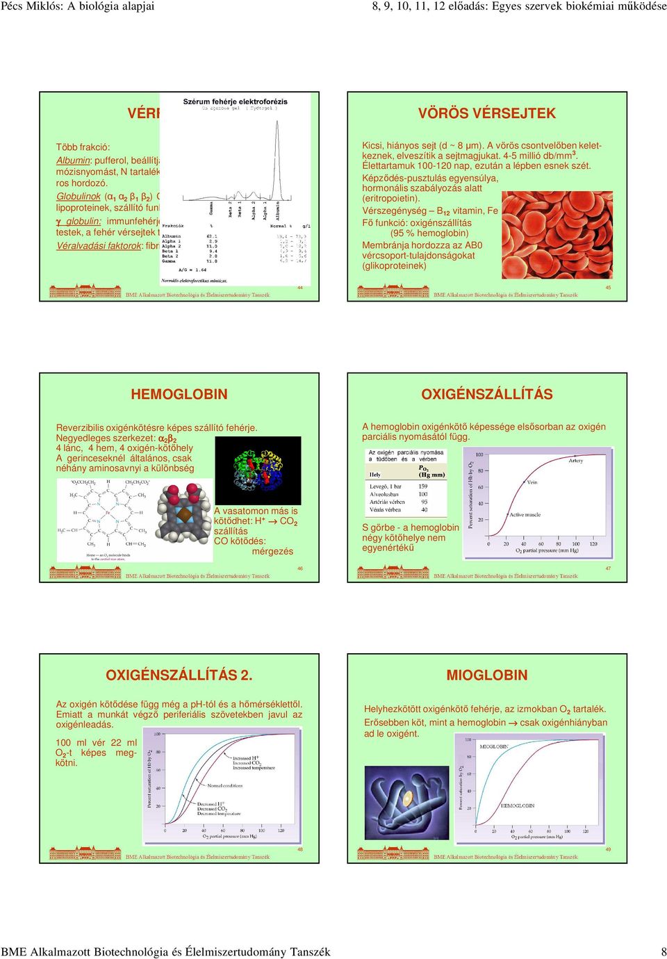 µm). A vörös csontvelőben keletkeznek, elveszítik a sejtmagjukat. 4-5 millió db/mm 3. Élettartamuk 100-120 nap, ezután a lépben esnek szét.