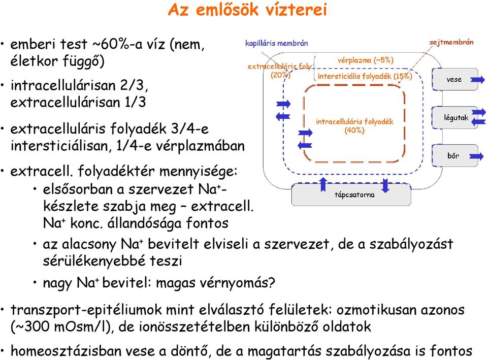 állandósága fontos az alacsony Na + bevitelt elviseli a szervezet, de a szabályozást sérülékenyebbé teszi nagy Na + bevitel: magas vérnyomás?