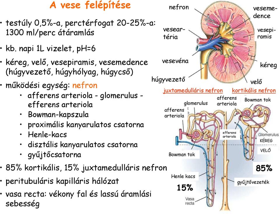 glomerulus - efferens arteriola Bowman-kapszula proximális kanyarulatos csatorna Henle-kacs disztális kanyarulatos csatorna győjtıcsatorna vesevéna húgyvezetı juxtamedulláris nefron