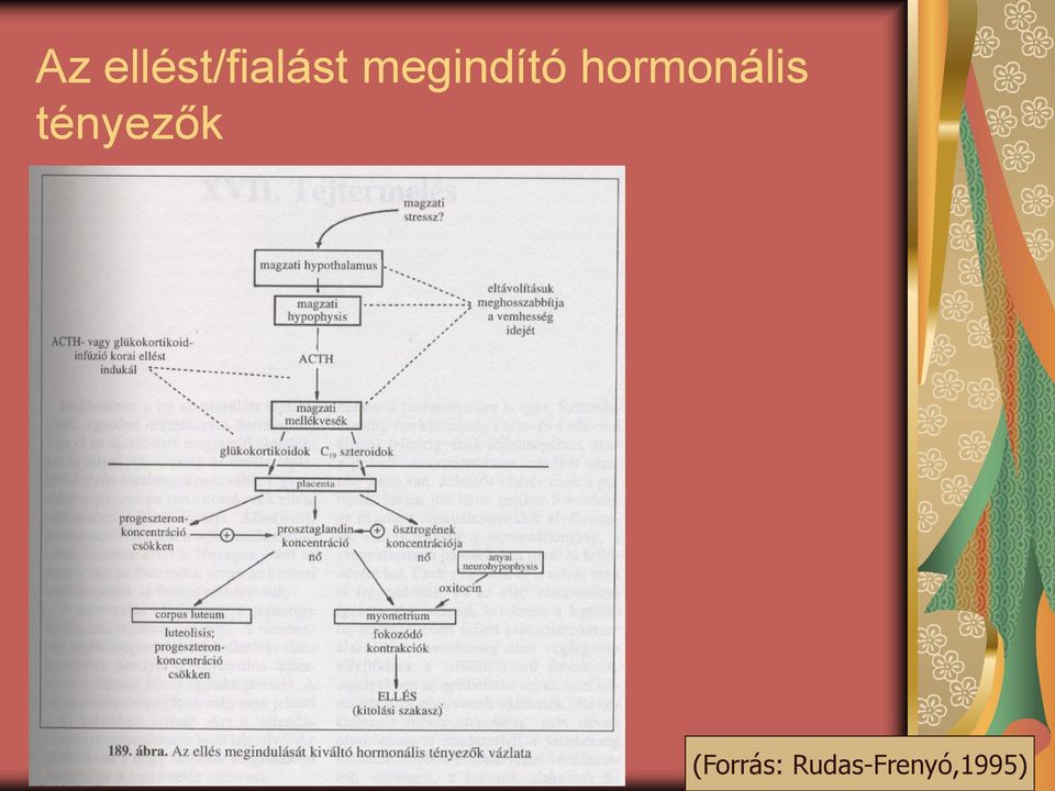 hormonális