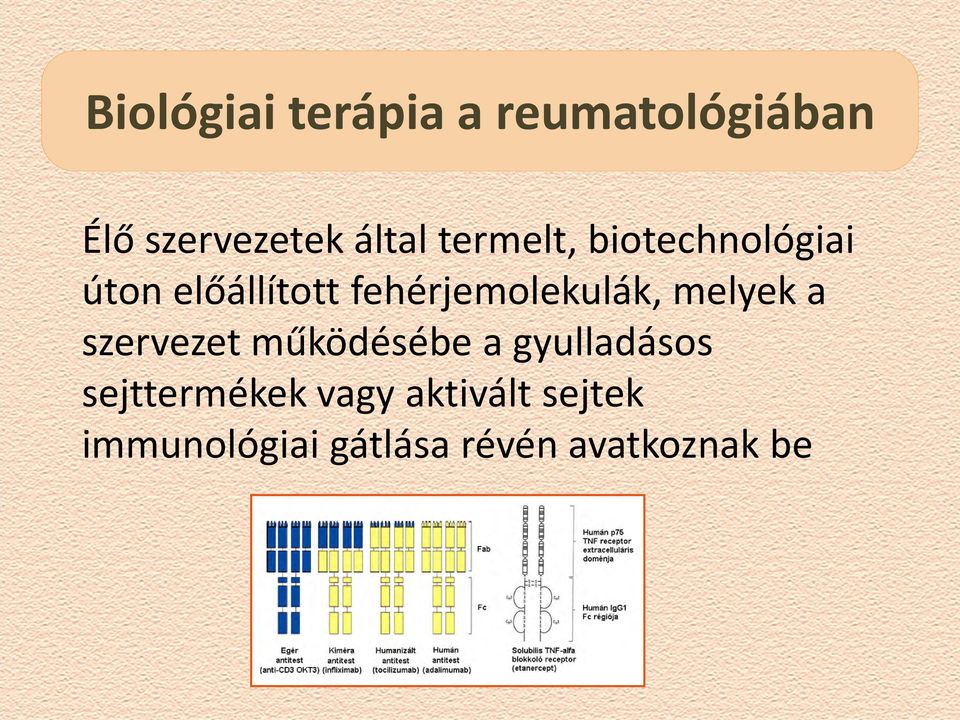 fehérjemolekulák, melyek a szervezet működésébe a