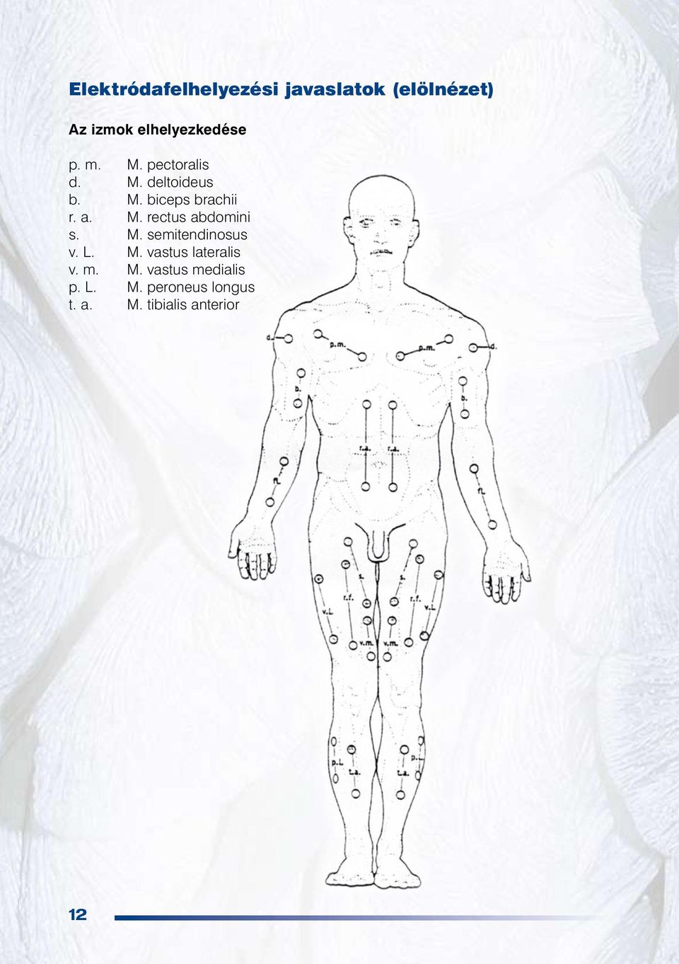 M. semitendinosus v. L. M. vastus lateralis v. m. M. vastus medialis p.