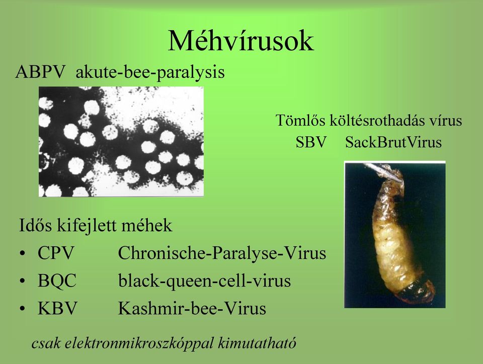 méhek CPV Chronische-Paralyse-Virus BQC