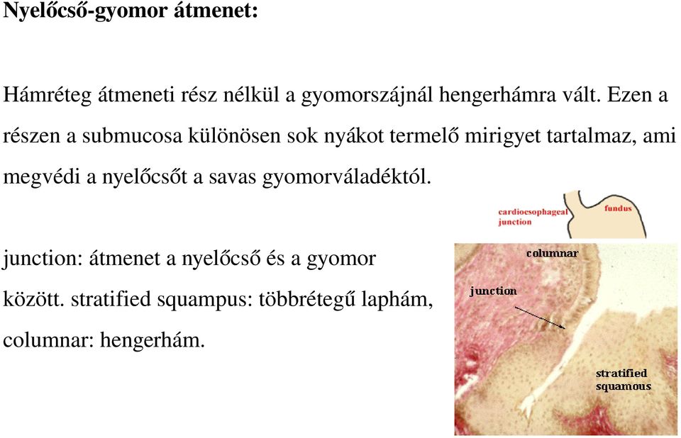 Ezen a részen a submucosa különösen sok nyákot termelő mirigyet tartalmaz, ami