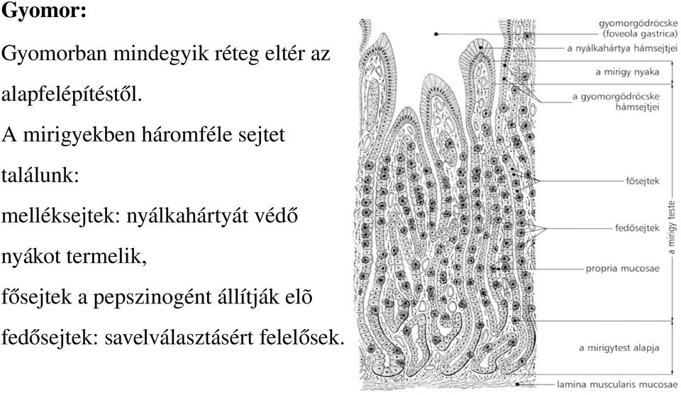 A mirigyekben háromféle sejtet találunk: melléksejtek: