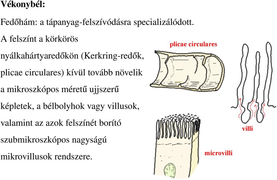 kívül tovább növelik a mikroszkópos méretű ujjszerű képletek, a bélbolyhok