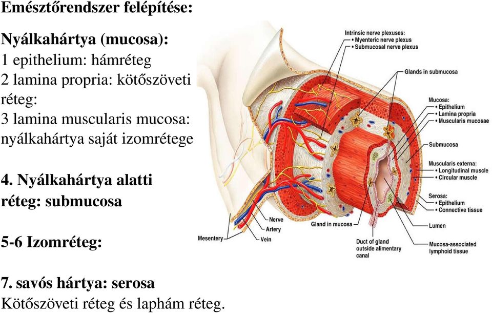 mucosa: nyálkahártya saját izomrétege 4.