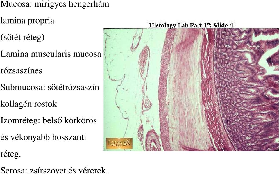 sötétrózsaszín kollagén rostok Izomréteg: belső