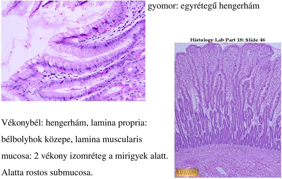 közepe, lamina muscularis mucosa: 2 vékony