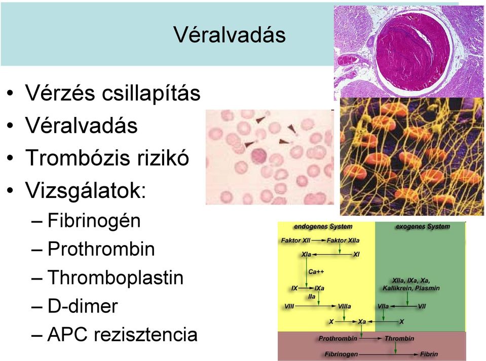 Vizsgálatok: Fibrinogén