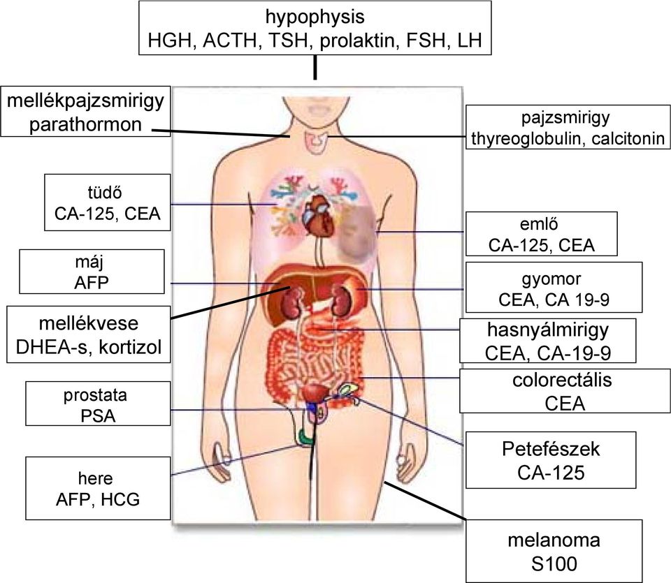 DHEA-s, kortizol prostata PSA here AFP, HCG emlő CA-125, CEA gyomor CEA, CA