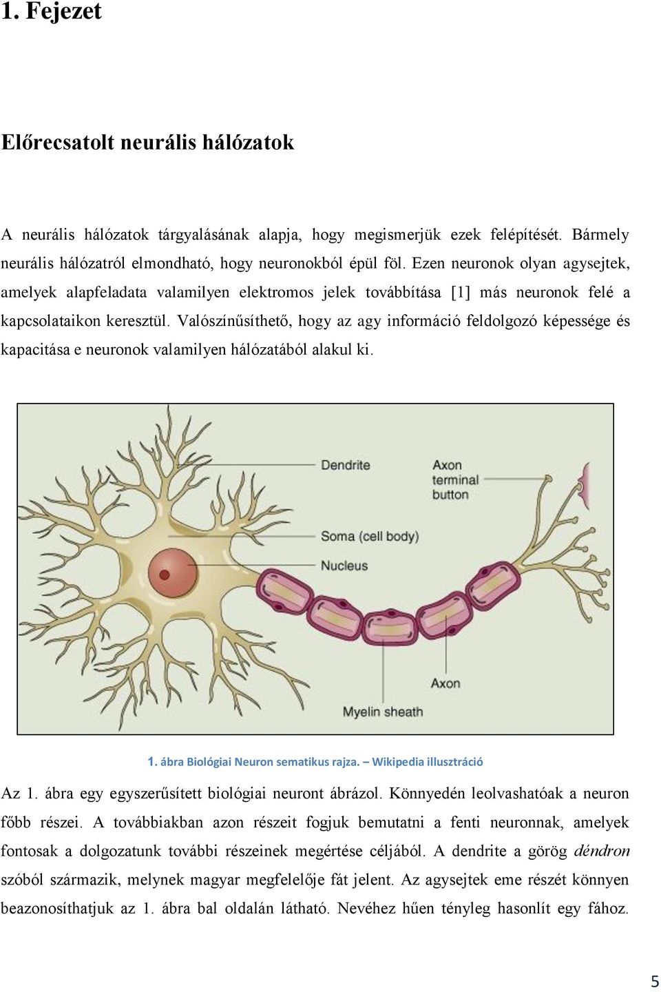 Valószínűsíthető, hogy az agy információ feldolgozó képessége és kapacitása e neuronok valamilyen hálózatából alakul ki. 1. ábra Biológiai Neuron sematikus rajza. Wikipedia illusztráció Az 1.