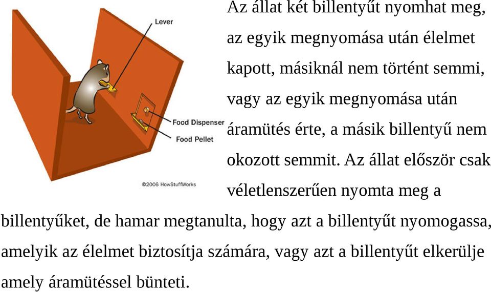 Az állat először csak véletlenszerűen nyomta meg a billentyűket, de hamar megtanulta, hogy azt a