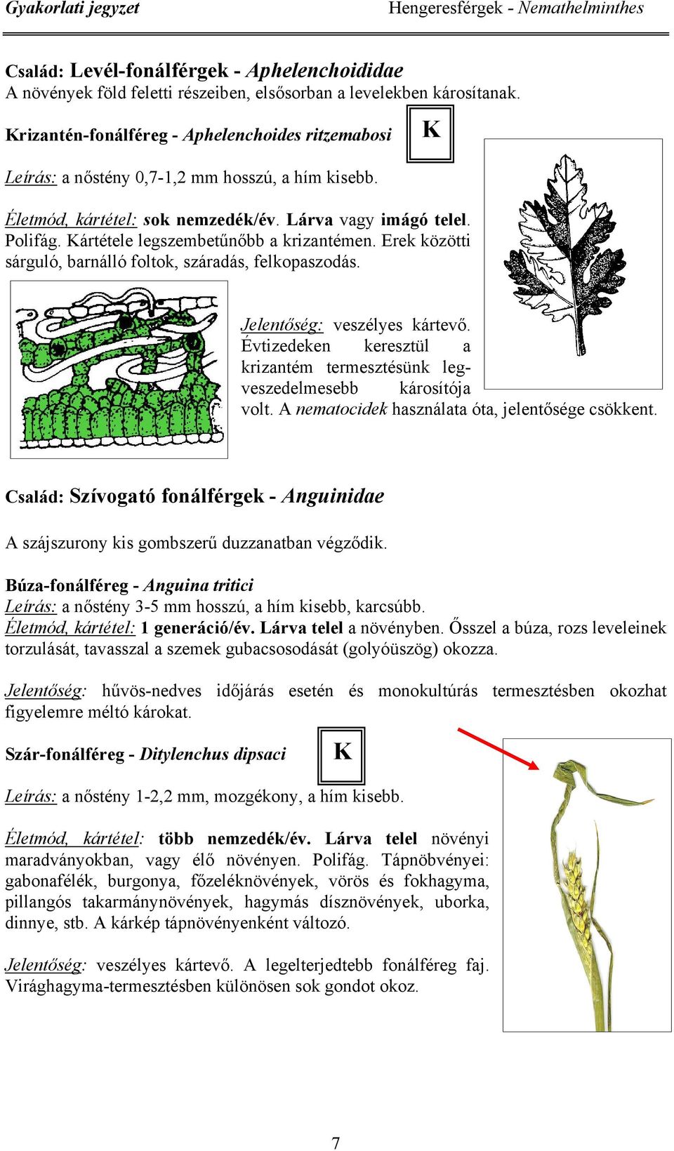 ártétele legszembetűnőbb a krizantémen. Erek közötti sárguló, barnálló foltok, száradás, felkopaszodás. Jelentőség: veszélyes kártevő.