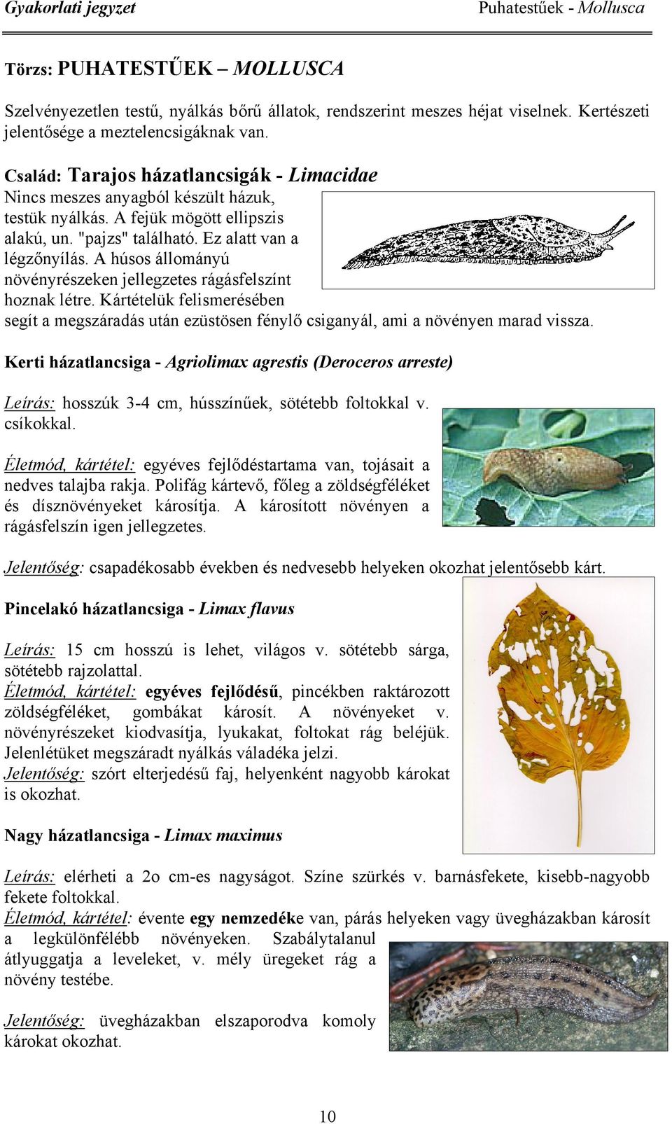 A húsos állományú növényrészeken jellegzetes rágásfelszínt hoznak létre. ártételük felismerésében segít a megszáradás után ezüstösen fénylő csiganyál, ami a növényen marad vissza.