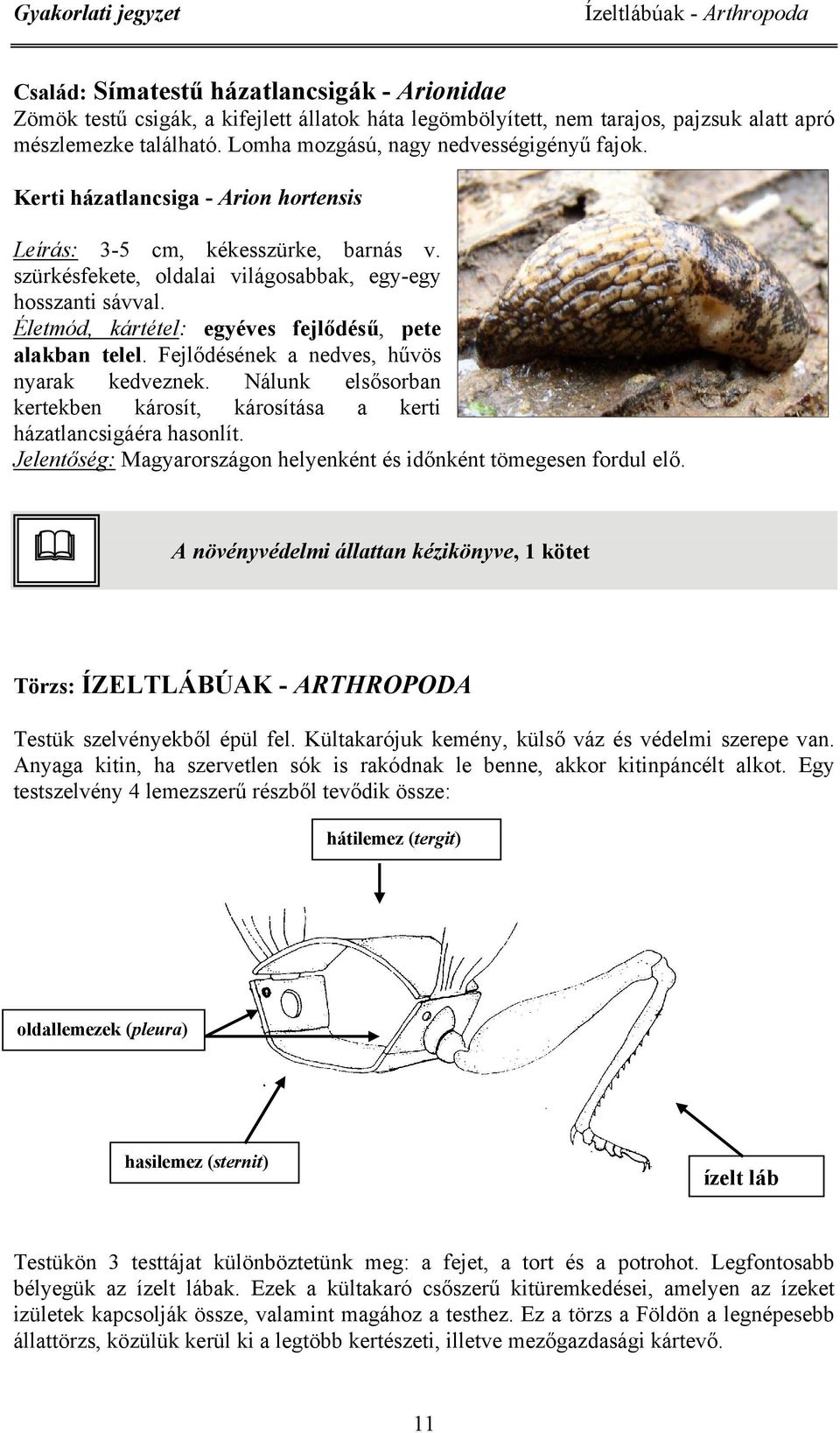 Életmód, kártétel: egyéves fejlődésű, pete alakban telel. Fejlődésének a nedves, hűvös nyarak kedveznek. Nálunk elsősorban kertekben károsít, károsítása a kerti házatlancsigáéra hasonlít.