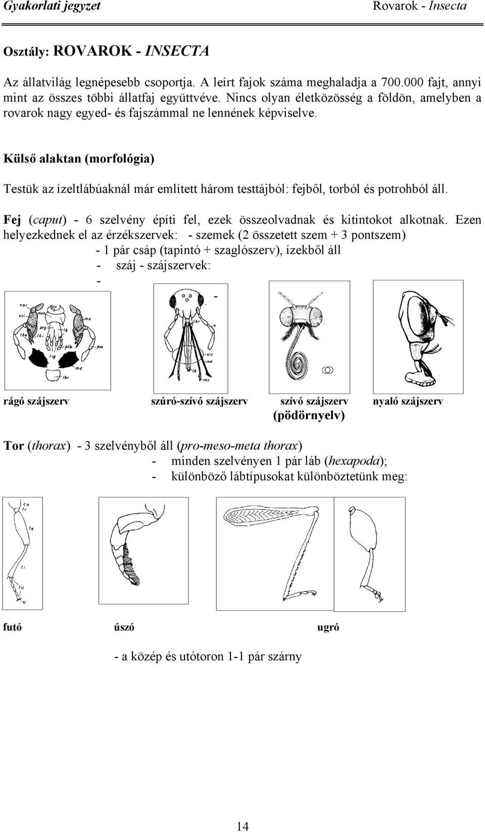 ülső alaktan (morfológia) Testük az ízeltlábúaknál már említett három testtájból: fejből, torból és potrohból áll. Fej (caput) - 6 szelvény építi fel, ezek összeolvadnak és kitintokot alkotnak.